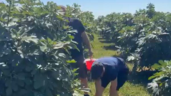Paradisul smochinelor de lângă Buzău. Oaspeții culeg singuri fructele, mănâncă pe săturate și plătesc doar ce iau acasă