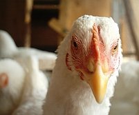 Carnea de pasăre din Ungaria, interzisă în UE 