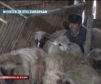 Transhumaţa după reguli UE sperie ciobanii