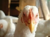 Gripa aviară revine în Germania
