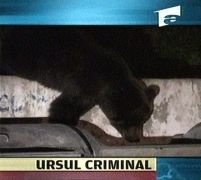 Bărbat ucis de urs la Zărneşti <font color=red>(VIDEO)</font>