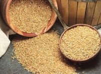 Importurile de grâu vor începe din august