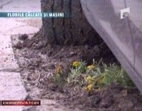 Florile plantate la indicaţiile Preşedintelui au fost distruse de şoferi