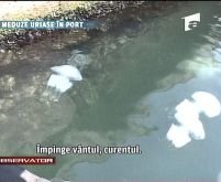 Meduze uriaşe au invadat litoralul românesc
