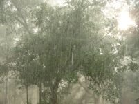Autorităţile bucureştene în alertă din cauza ploii