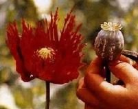 Afganistan deţine 93% din producţia mondială de opium