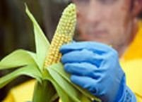 Senatul va reglementa piaţa organismelor modificate genetic