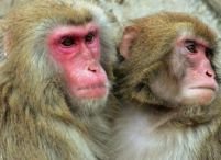 <font color=red>Premieră</font>: Clonarea embrionilor de maimuţă, primul pas spre clonarea umană