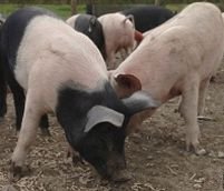 ANSVSA a decis: porcii din ferme vor fi sacrificaţi numai după asomare