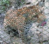 Jaguarul de la Grădina Zoologică din Capitală a fost ucis