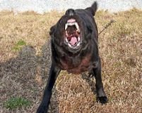 Britanică ucisă de câini vagabonzi în Bulgaria