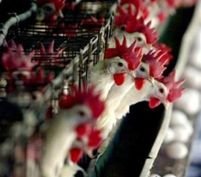Bulgaria a luat măsuri drastice împotriva răspândirii gripei aviare