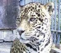Moartea jaguarului de la Zoo declanşează o anchetă