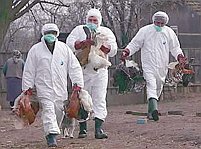 Bulgaria ia măsuri împotriva răspândirii gripei aviare