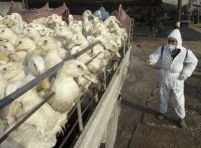 S-a confirmat al treilea focar de gripă aviară în Polonia