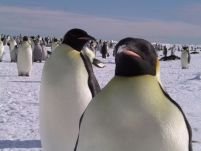 Pinguinii în pericol. Antarctica se topeşte de cinci ori mai repede decât alte zone