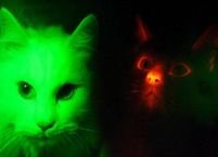 Pisicile clonate devin roşii pe întuneric