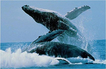 Japonia nu mai vânează balenele cu cocoaşă