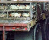 Şoferii care transportă animale în scop economic au nevoie de atestat