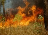 Australia. Canicula provoacă incendii pe continent