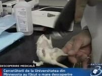 Cercetătorii au readus la viaţă inimile unor şoareci morţi <font color=red>(VIDEO)</font>