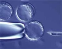 SUA. O companie susţine că a creat embrioni umani prin clonare