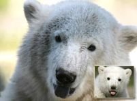 Knut, ursul polar este "star-ul" unui film documentar <font color=red>(FOTO)</font>