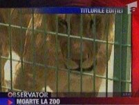 Zoo mai pierde un animal. Leoaica Elsa a murit în timpul unei operaţii
