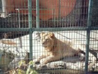 Grădina Zoologică din Bucureşti va fi închisă, dacă nu îşi găseşte surse de finanţare