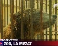 Videanu vrea să mute Grădina Zoologică din Băneasa în Chiajna
