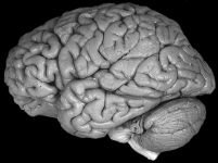 Studiu: Creierul ?ia o pauză? cu 30 de secunde înainte de a greşi