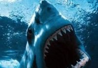 Încălzirea globală a dus la inmulţirea atacurilor rechinilor asupra oamenilor