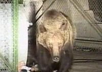 Urşii au luat cu asalt străzile din Braşov