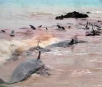 Marea Britanie. 20 de delfini au murit şi alţi 80 sunt în pericol