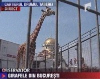 Lamia şi Picola, girafele care pot fi admirate în Parcul Moghioroş din Bucureşti <font color=red>(VIDEO)</font>