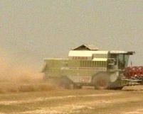 Agricultorii vând grâul la subpreţ din lipsa spaţiilor de stocare