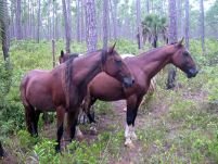 16 cai morţi au fost găsiţi la marginea localităţii argeşene Mărăcineni (IMAGINI ŞOCANTE)
