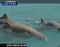 Australia. Delfinii cârni, filmaţi în premieră de cercetători (VIDEO)