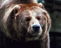 Braşov. Autorităţile cer aviz Ministerului Mediului să reducă numărul urşilor din zonă