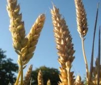 Polonia solicită C.E. reintroducerea taxelor vamale la cerealele importate din terţe ţări