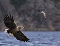 Scoţia. 15 vulturi de mare cu coada albă eliberaţi în sălbăticie pentru a repopula zona