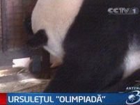 Un ursuleţ panda a fost botezat Olimpiadă, pentru că s-a născut pe 08.08.2008