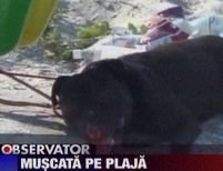 Năvodari. O femeie, atacată pe plajă de un pitbull dresat să fure de la turişti