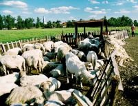 Gata cu ciobanii, s-au emancipat? Criză de oieri în Mărginimea Sibiului