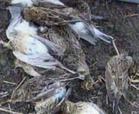 Italieni prinşi când încercau să treacă în Ungaria cu 500 de păsări vânate ilegal în România