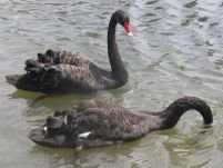 Două lebede negre din parcul Bordei au murit înecate cu gumă de mestecat