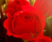Mirosul de trandafiri, un posibil leac împotriva coşmarurilor