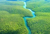 Brazilia. Pădurea amazoniană, grav afectată de defrişări 