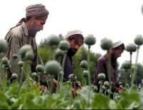 NATO se va implica în combaterea traficului de droguri din Afganistan 