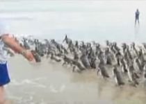 400 de pinguini Magellan, salvaţi şi readuşi în mediul lor de viaţă în America de Sud(VIDEO)